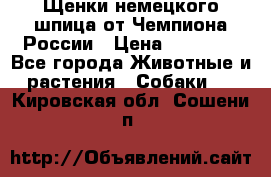 Щенки немецкого шпица от Чемпиона России › Цена ­ 50 000 - Все города Животные и растения » Собаки   . Кировская обл.,Сошени п.